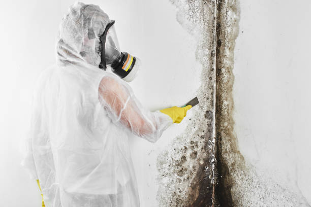 Best Commercial Mold Remediation in Indio, CA
