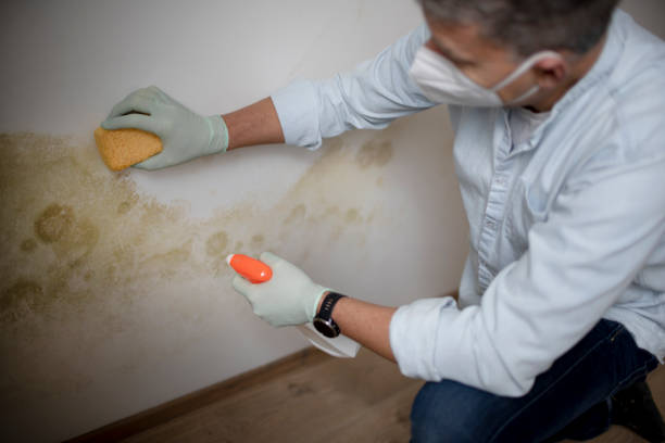 Trusted Indio, CA Mold Remediation Experts