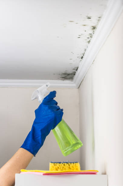 Best Mold Remediation for Specific Building Types in Indio, CA