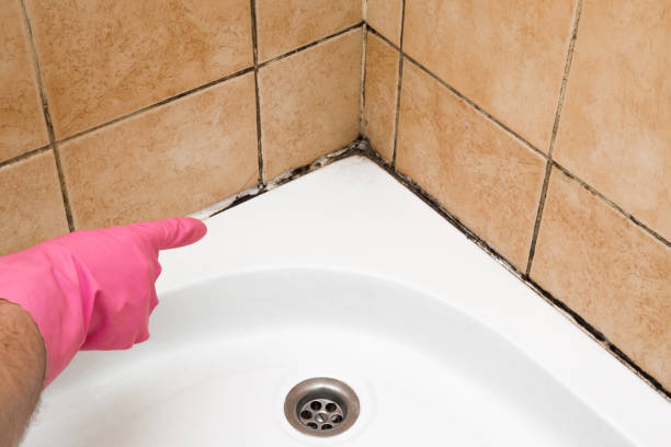 Best Crawl Space Mold Remediation in Indio, CA